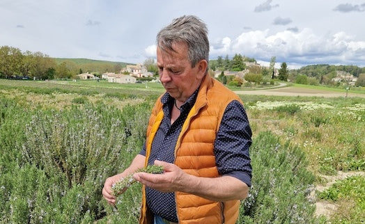 Kräuter der Provence