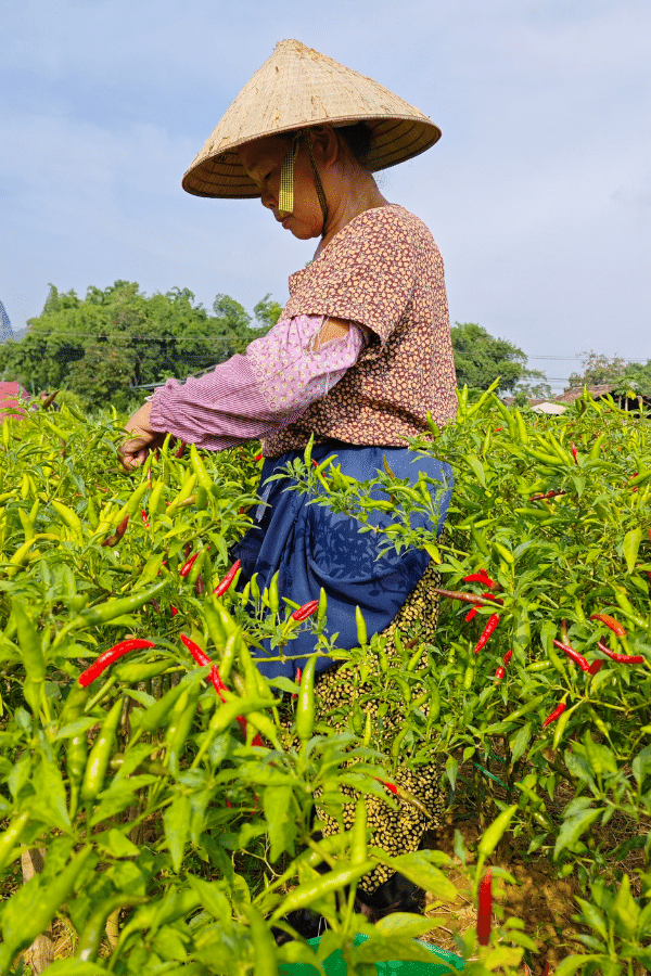 Kleinbäuerin auf Chiliplantage