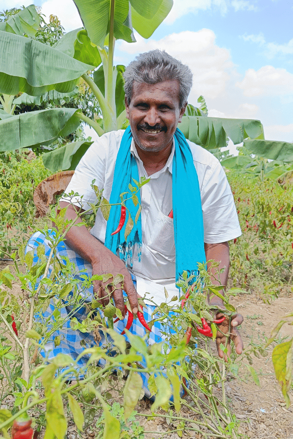 Chili Bauer Tamil Nadu