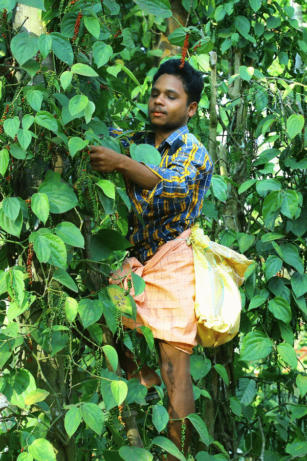 Pfefferbauer bei der Ernte