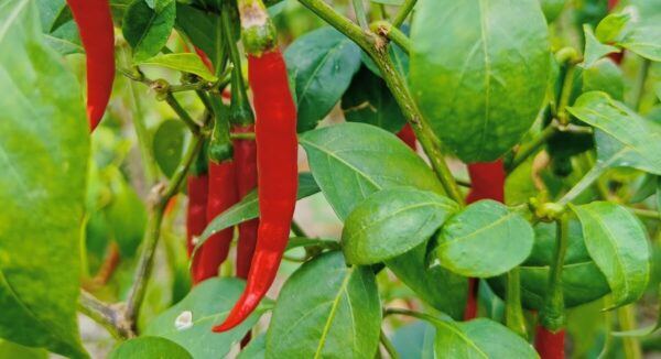 Reife Chilis auf der Plantage für Chili Gewürz