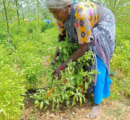 Chili-Bäuerin aus Indien inspiziert ihre Birds-Eye Chilis auf dem Feld