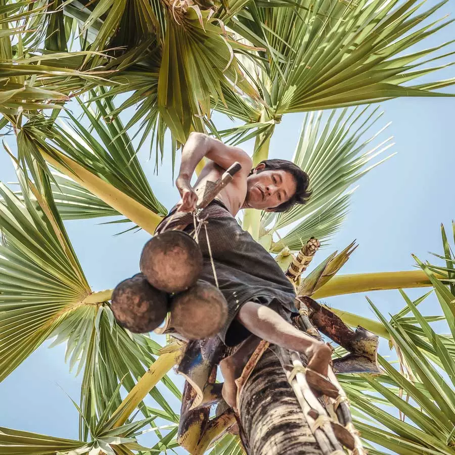 Kokosblütenzucker Farmer auf der Palme in Indonesien